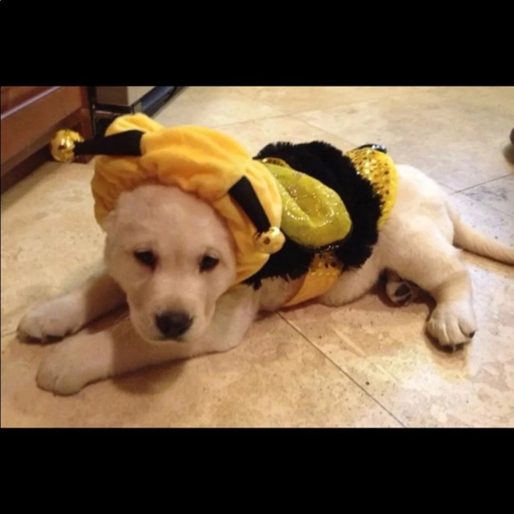 Bumblebee Pet Costume &  Christmas Tree Hat combo